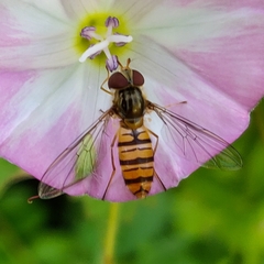 Episyrphus balteatus