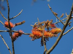Combretum fruticosum