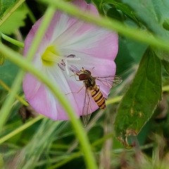 Episyrphus balteatus