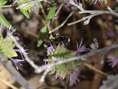 Bombus californicus