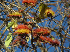 Combretum fruticosum
