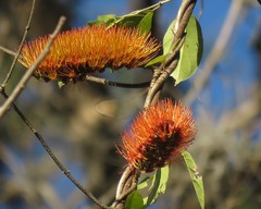 Combretum fruticosum