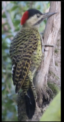 Colaptes melanochloros