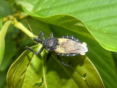 Apiomerus vexillarius