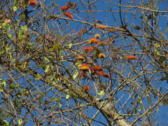 Combretum fruticosum