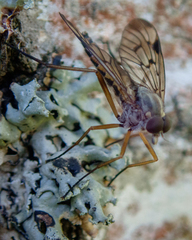 Rhagio scolopaceus