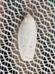 Antaeotricha albulella