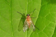 Rhagio hirtus