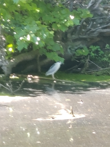 Black-crowned Night Heron photographed in Rhode Island