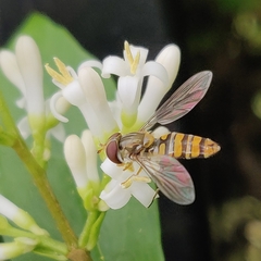 Episyrphus balteatus