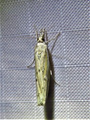 Fissicrambus profanellus