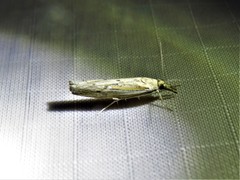 Fissicrambus profanellus