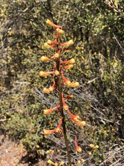 Delphinium cardinale