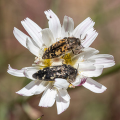 Acmaeodera hepburnii