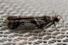 Image of Laetilia coccidivora