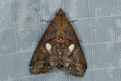 Lophoptera illucida