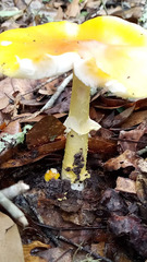 Amanita flavoconia image