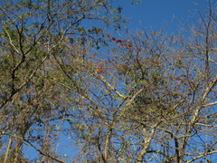 Combretum fruticosum