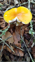 Amanita flavoconia image
