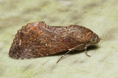 Odontodes