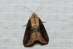 Odontodes