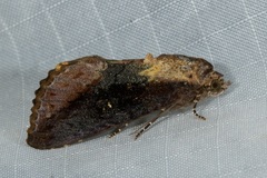 Odontodes