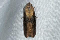 Odontodes