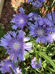 Stokesia