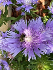Stokesia