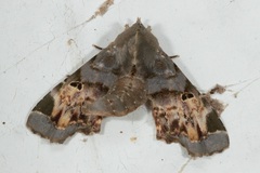 Targalla subocellata