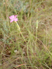 Dianthus caryophyllus