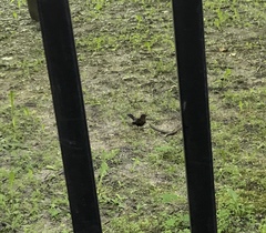 Turdus merula