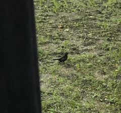 Turdus merula