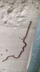 Diversibipalium multilineatum