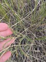 Achillea millefolium