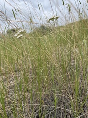 Achillea millefolium
