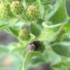 Zygogramma exclamationis