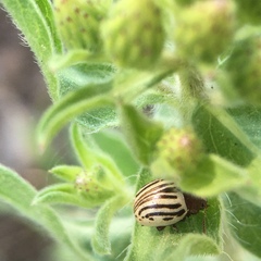 Zygogramma exclamationis