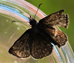Erynnis icelus
