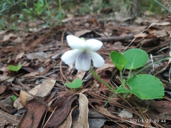 Viola humilis