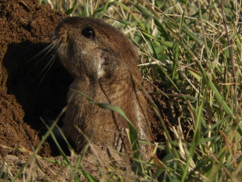 Ctenomys argentinus · BioDiversity4All