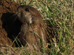 Ctenomys