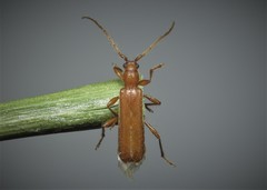 Axinopalpis gracilis