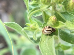 Zygogramma exclamationis