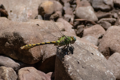 Ophiogomphus