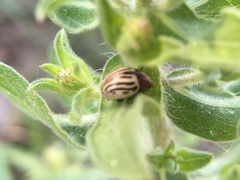 Zygogramma exclamationis