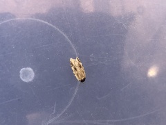Agonopterix atrodorsella
