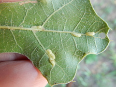 Macrodiplosis qoruca