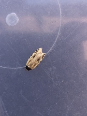 Agonopterix atrodorsella