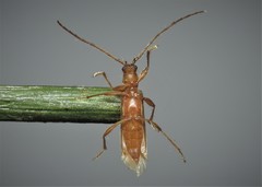 Axinopalpis gracilis